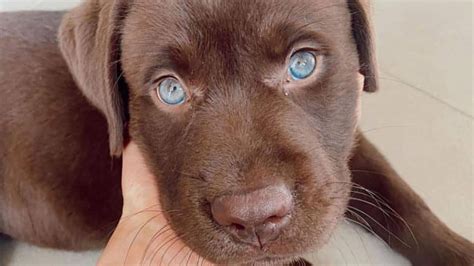 Do Labradors Have Blue Eyes