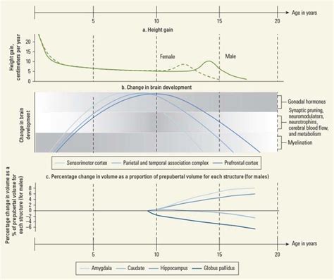 Figure 1.2, Human Development to Age 20 Years - Child and Adolescent ...