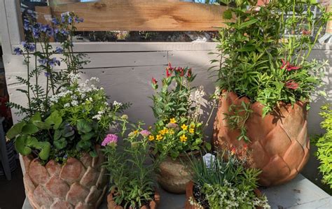 Container Gardens For Pollinators Caitlins Picks Merrifield Garden