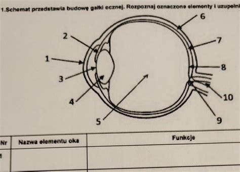 Schemat Przedstawia Budow Ga Ki Ocznej Rozpoznaj Oznaczone Elementy