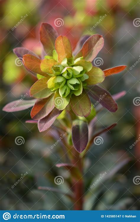 Spurge De Madera Purpurea Imagen De Archivo Imagen De Planta 142585147