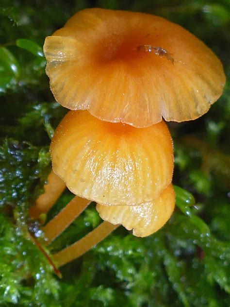 Photographs Of Collingbourne Wood Wiltshire England Orange Mosscap