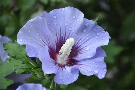 Hibiscus Purple Flower - Free photo on Pixabay