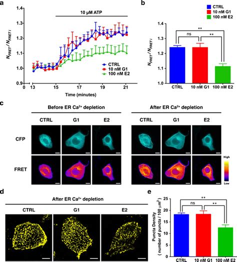 E2 impairs STIM1 oligomerization during Ca² depletion from the ER a