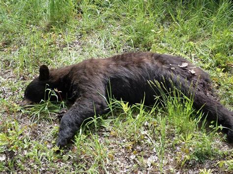 Dead Black Bear Found In Roxbury Was Shot Likely Dumped Conservation Police Woodbury Ct Patch