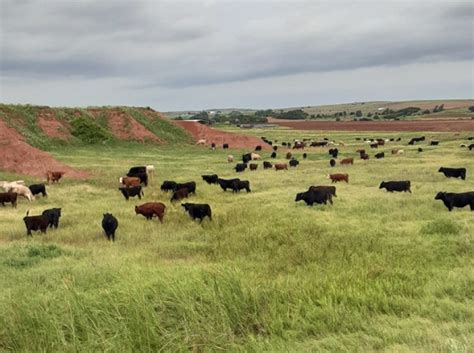 Why Buy Grass Finished Beef 1902 Legacy Meats