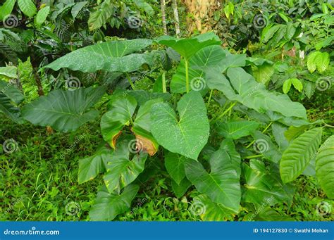 Colocasia Plants With Huge Leaves Stock Photo Image Of Growth