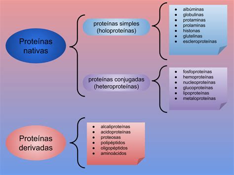 Qu Mica Sexto Clasificaci N De Las Prote Nas