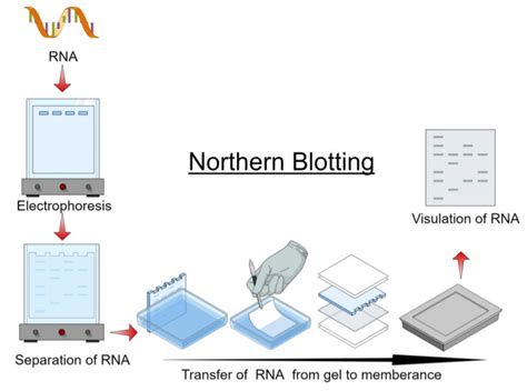 Northern Blotting Principle Procedure And Applications