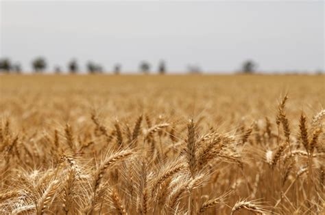 Foto De Foco Seletivo De Espigas De Trigo Douradas Em Um Campo Foto