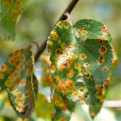 10 Pictures Of Tree Diseases And Pests To Help You Spot Problems