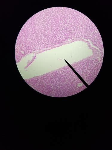 Anatomy And Physiology Lab Final Digestive Histology Slides Flashcards