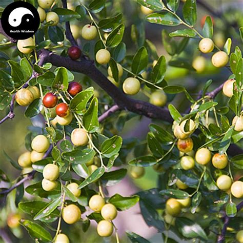 Buy Wild Jujube Tree Seeds 240pcs Plant Ziziphus Jujuba For Chinese ...