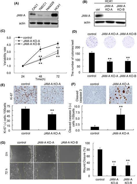 Junctional Adhesion Molecule‐a Jam‐a Contributes To Proliferation