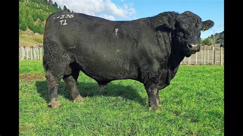 Tangihau Angus Bull Best Beef Cattle The Biggest Bull In The