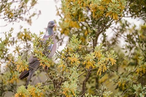 Premium Photo | Columba palumbus the wood pigeon is a species of columbiform bird in the ...