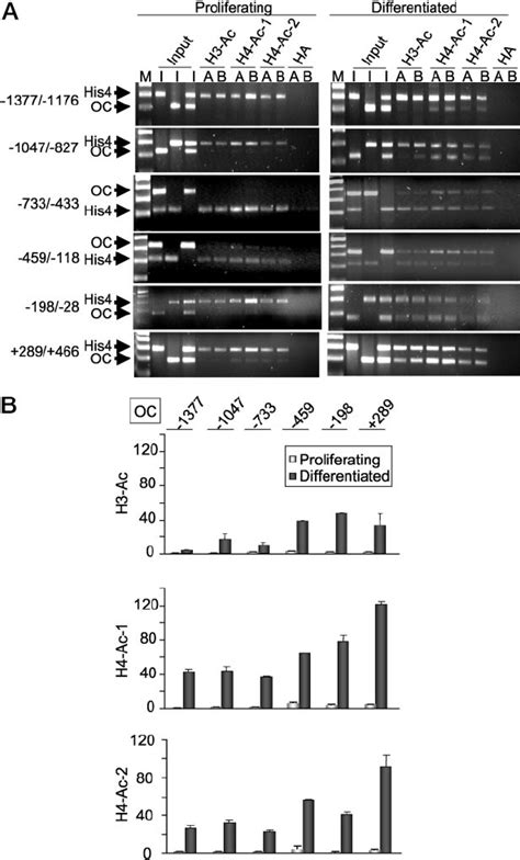 Increased Acetylation Of Histones H3 And H4 At The Oc Gene Locus During