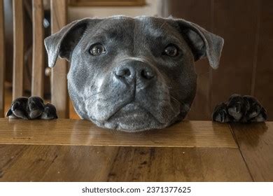 Staffy Head Royalty-Free Images, Stock Photos & Pictures | Shutterstock