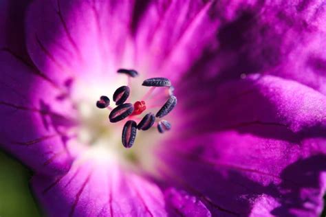 Free Picture Beautiful Summer Macro Pistil Wildflower Nature