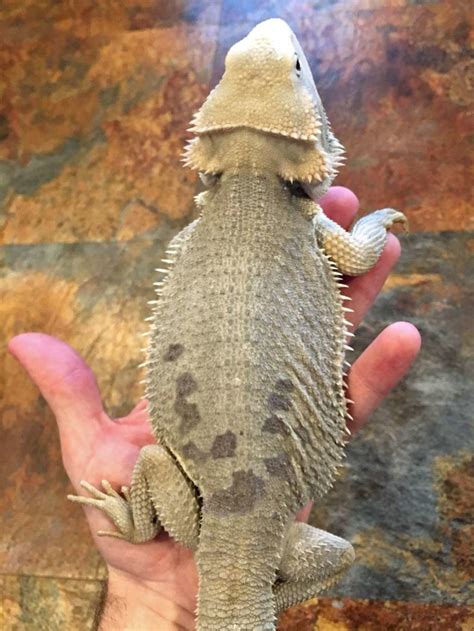 A Guide to Bearded Dragon Mutations and Genetic Traits — HereBDragons.com