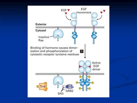 Enzyme Linked Cell Surface Receptors Ppt