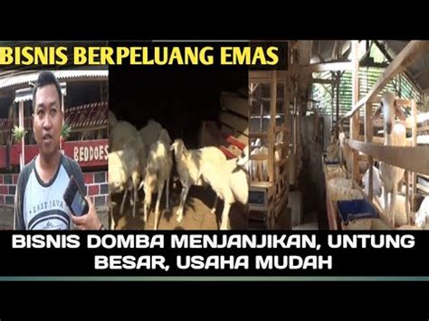 Bisnis Ternak Domba Menjanjikan Untung Besar Usaha Cukup Mudah Youtube