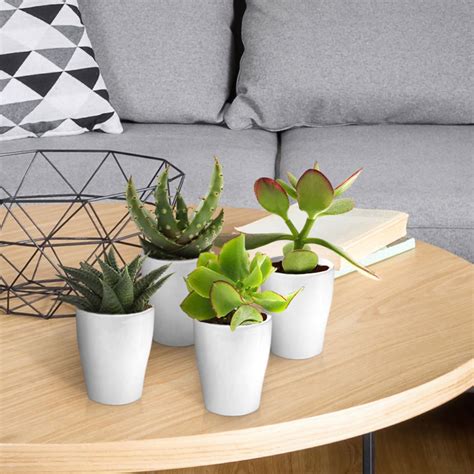 Mini Succulents with Pots - 5 pieces - vdvelde.com