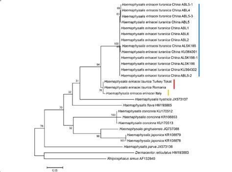 Phylogenetic Relationships Of Haemaphysalis Spp Including H Erinacei