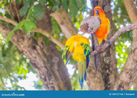 O Papagaio Bonito Do Conure Do Periquito Do Sol Ou Do Sol Está Comendo