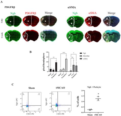 Different Distribution Of Ngb In Different Subtypes Of Pericytes After