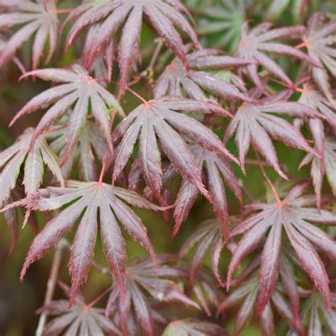 Acer Palmatum Trompenburg Japanese Maple