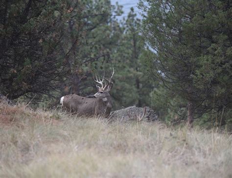 Northwest Montanas Mule Deer Are Big Travelers Daily Inter Lake