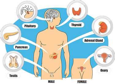 Anatomy Clipart-endocrine System Labeled Diagram Clipart, 51% OFF