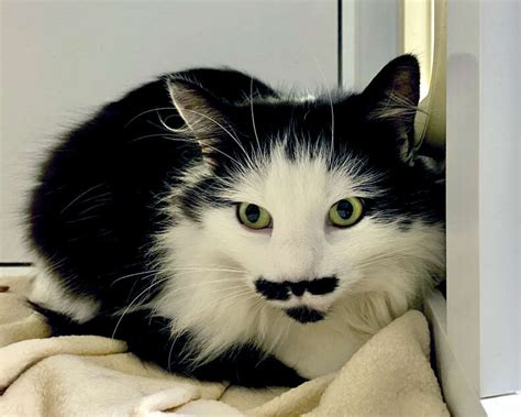 Moustache Cat Main