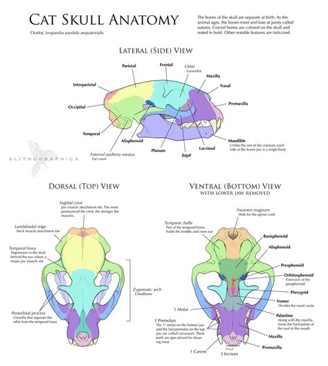 Science Fact Friday: Cat Skull Anatomy by Alithographica on DeviantArt