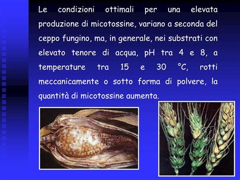 Ppt Impatto Ambientale Dell Agricoltura Powerpoint Presentation Free