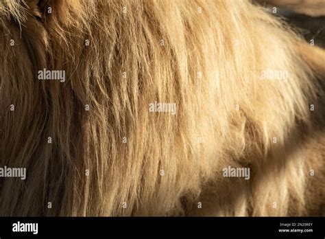 Lion Sunny Fluffy Mane Fur Coat Close Up With Blurred Background Big