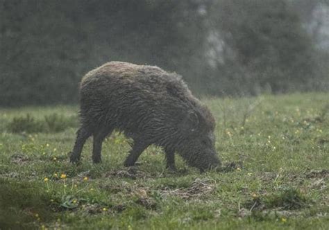 Desarrollo Rural Estudia Abatir Los Jabal Es Molestos En Las Zonas