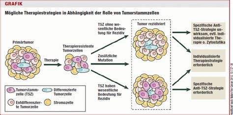 Neue Strategien In Der Onkologie Stammzellen Im Visier