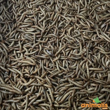 Live Mealworms Kg