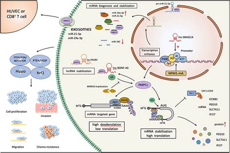 Frontiers Pabpc Mrna Stability Protein Translation And Tumorigenesis