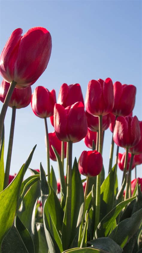 Download wallpaper: Red tulips 1080x1920