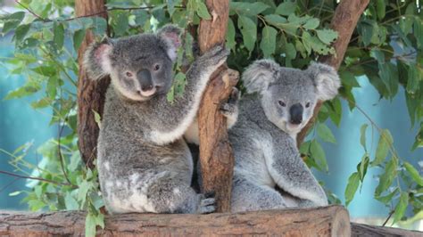 Cute And Funny Koala Names Naming Tips For An Unforgettable