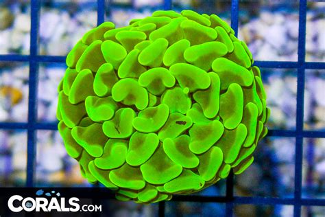 Rare Big Branching Hammer Frag Bright Yellow Glowing Corals