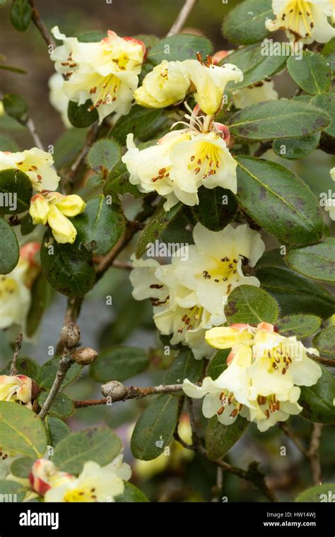 Yellow Flowering Shrub High Resolution Stock Photography And Images Alamy