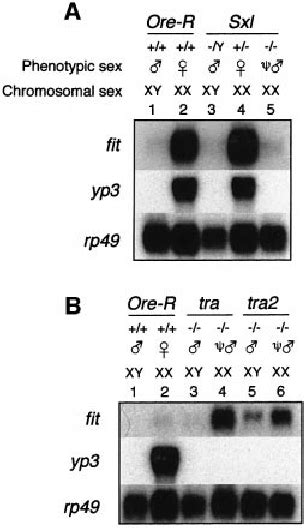 Expression Of Tsx Sxe1 And Sxe2 Is Dependent On Sxl Tra And Dsx Download Scientific