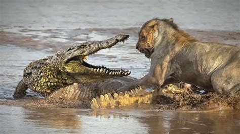 Watch: Lion vs Crocodile Epic Fight - Animals Around The Globe