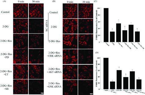 ERK GSK 3b Signaling Pathway Is Necessary For Resveratrol To Protect