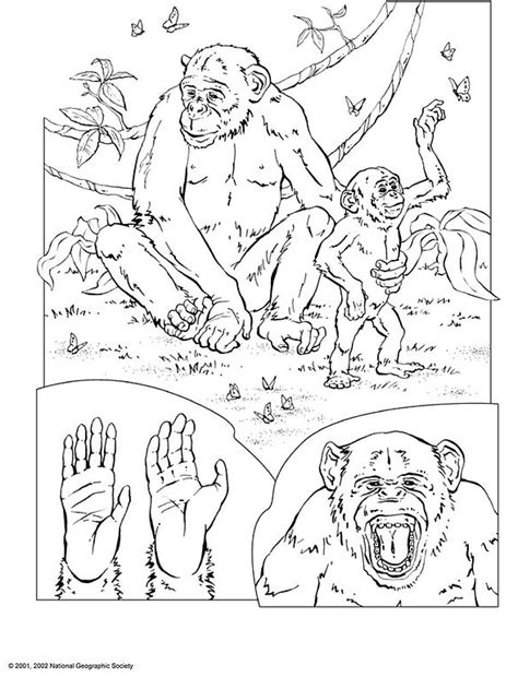 Coloriage Chimpanz Animaux Dessin Colorier Coloriages