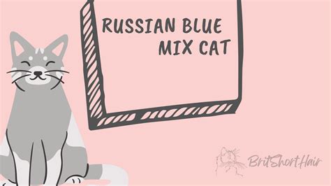 Discover the Enchanting Tale of a Russian Blue Mix Cat: A Mesmerizing ...